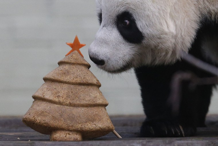 Image: Tian Tian, a  giant panda prepares to eat a special Christmas panda cake crafted in the shape of a Christmas tree in the outdoor enclosure at Edinburgh Zoo