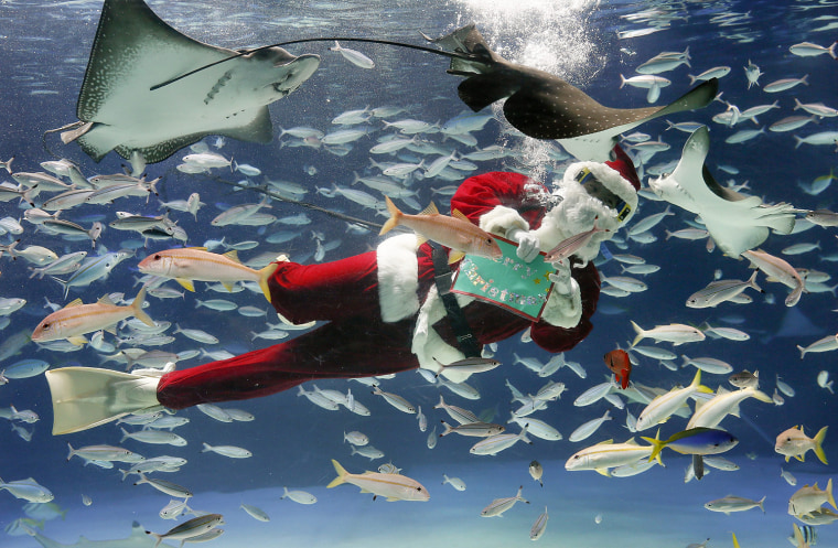 Image: Santa Claus diver feeds fishes at aquarium
