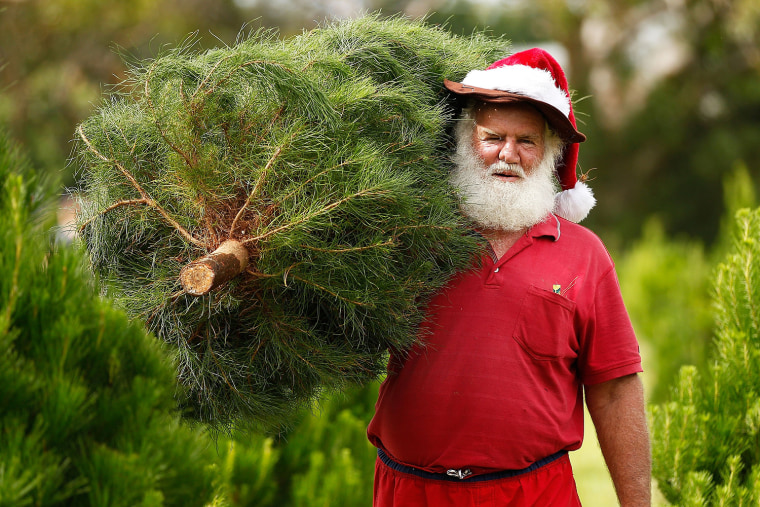 Image: *** BESTPIX *** Sydneysiders Head To Sydney Christmas Tree Farm