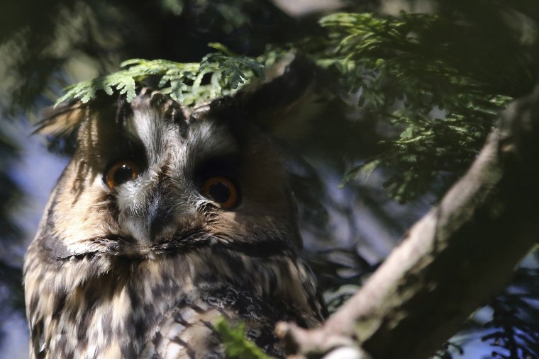Image: A long-eared owl sits on a branch of a pine tree at an equestrian center in Cagnoncles near Cambrai, northern France
