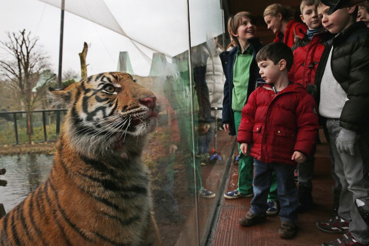 Image: London Zoo's Annual Animal Stocktake
