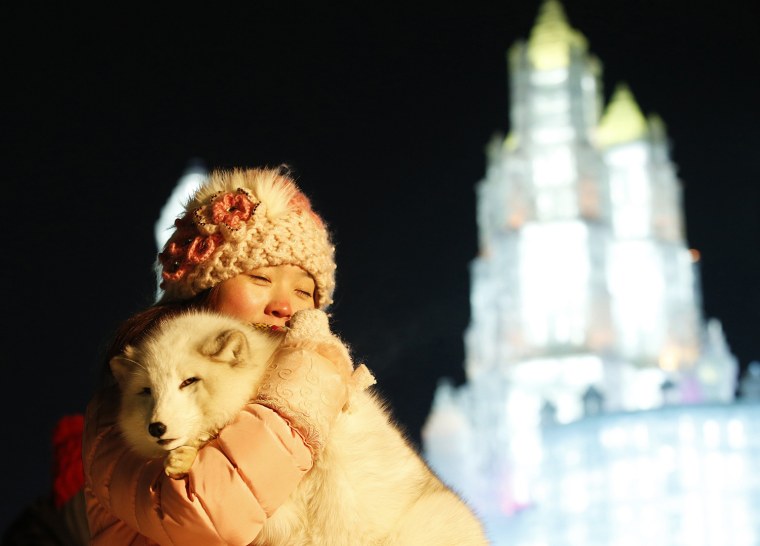 Image: A woman takes her souvenir picture with a white fox in front of ice sculptures illuminated by coloured lights during the opening day of the 31st Harbin International Ice and Snow Festival in the northern city of Harbin