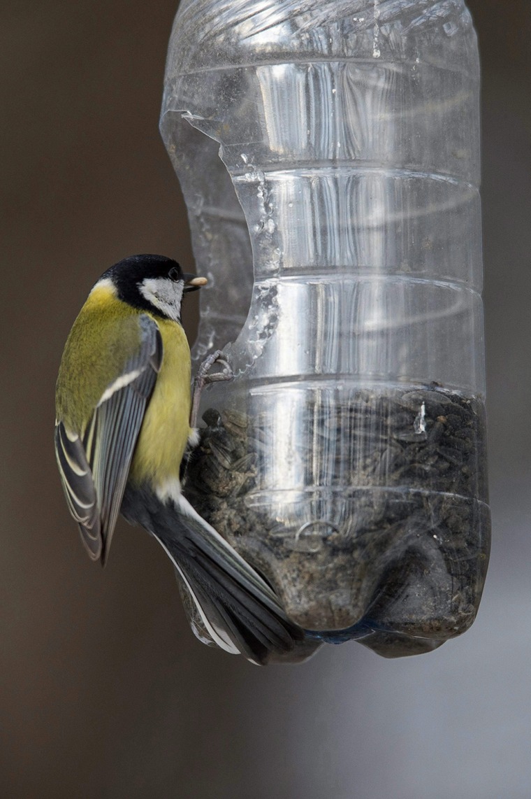 Image: Bird feeding in Hungary