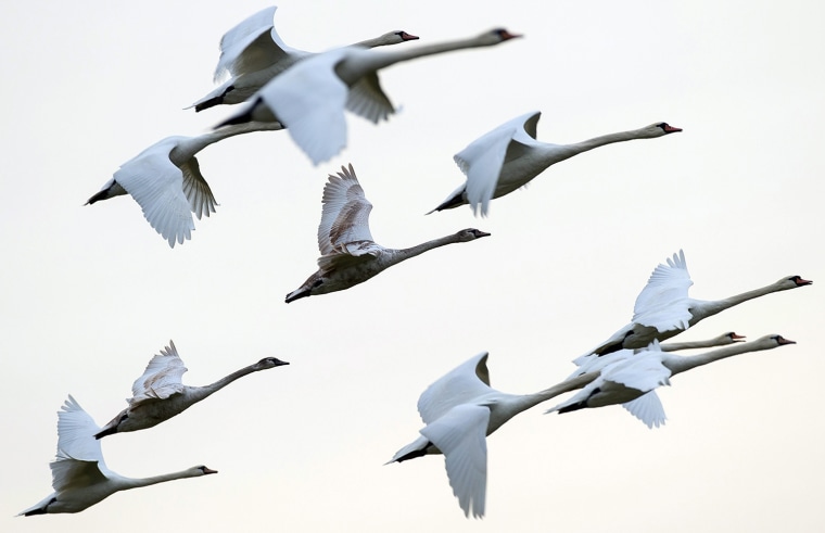 Image: Swans in the Sky over Brandenburg