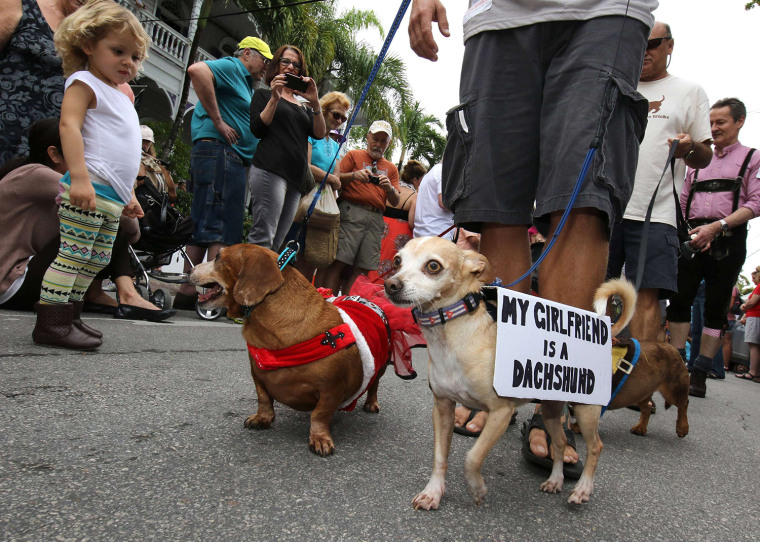 Image: A dachshund and chihuahua walk side-by-side during the annual Key West Dachshund Walk in Key West