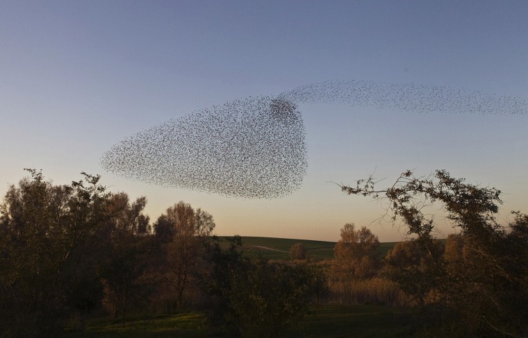 Image: Migrating starlings fly in formation across the sky near the southern Israeli town of Rahat