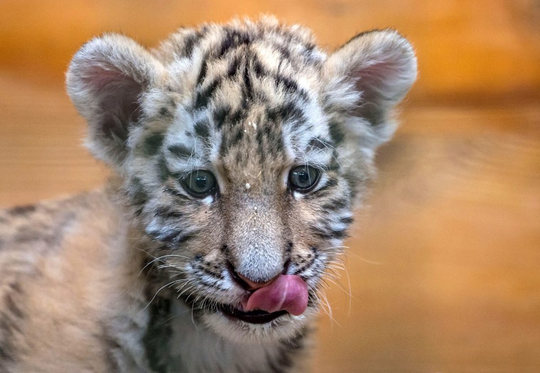 Image: Tiger cub in Alisha in Berlin zoo