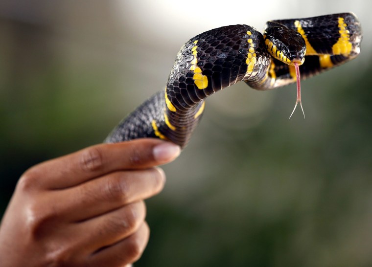 Image: Snake Farm in Bangkok