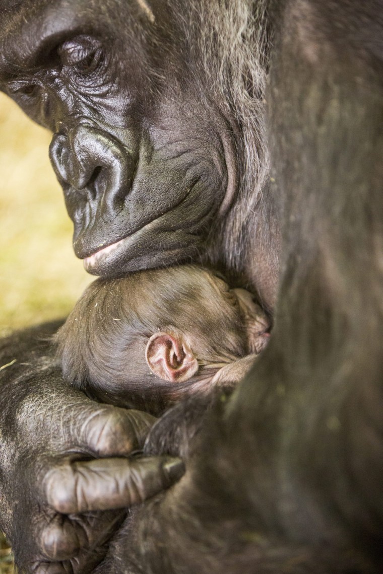 Image: Lincoln Park Zoo New Gorilla Baby