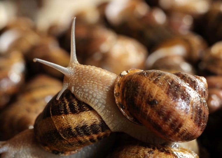 Image: Snails breeding in Poland