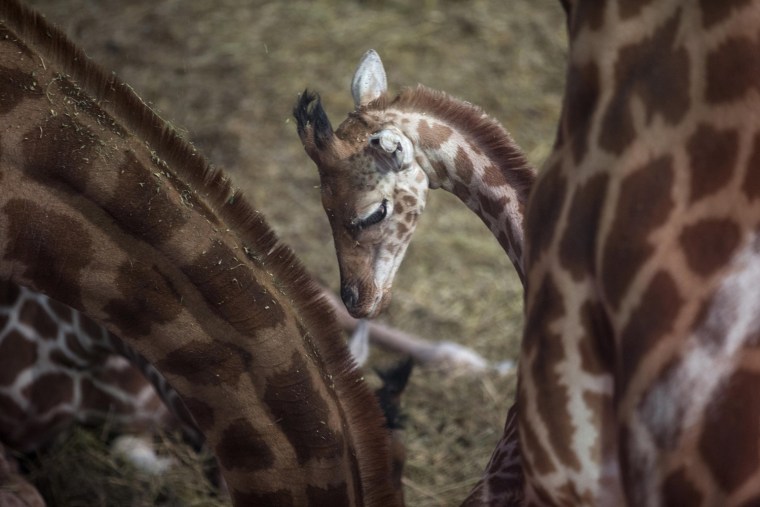 Image: A young giraffe stands amongst adults at the Paris Zoological Park in the Bois de Vincennes in the east of Paris