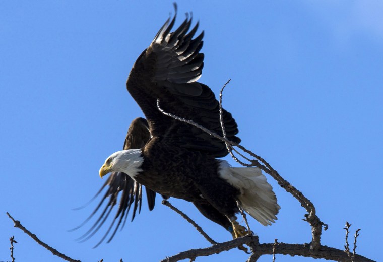 Image: An American Bald Eagle takes off from a tree at Kingston Point Park along the West shore of the Hudson River in Kingston, New York