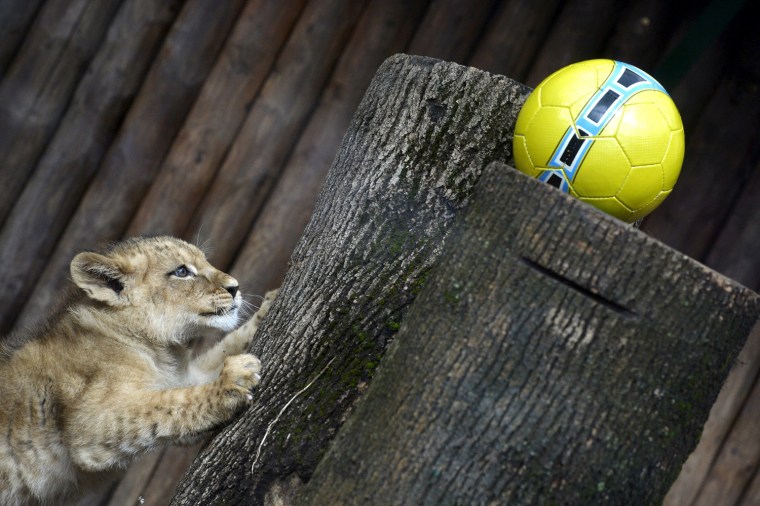 Image: Ono of two fourteen-week old Barbary lions (Panthera leo leo), a male named Ramzes and a female named Zara, plays with a ball after a naming ceremony at the Bojnice Zoo