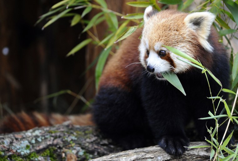 Image: FRANCE-ANIMALS-RED PANDA