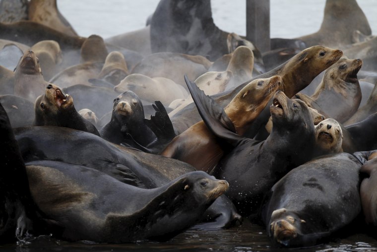 Image: Sea lions lay on marina docks in Astoria