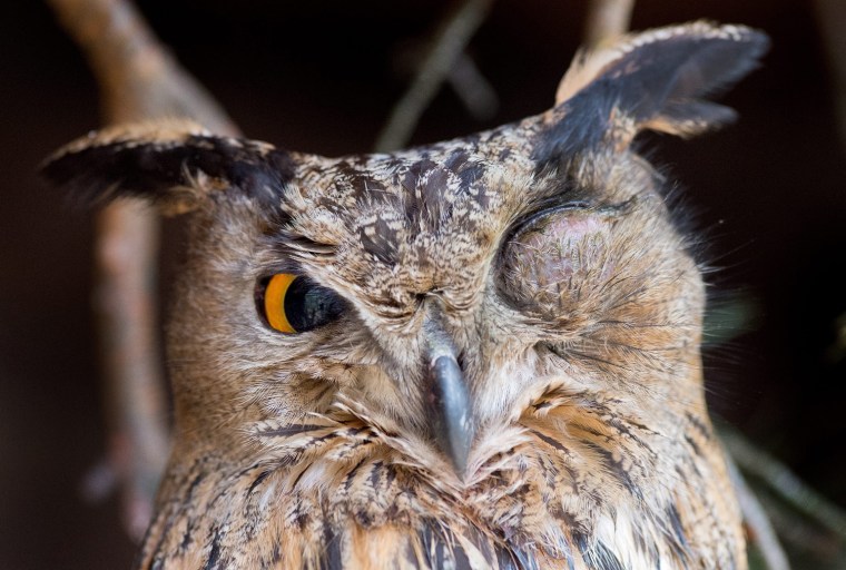 Image: Injured eagle owl to be released to natural habitat