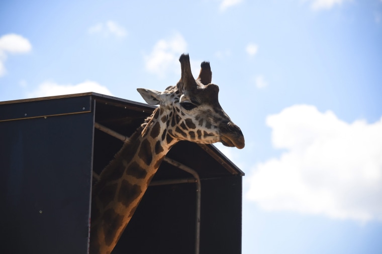 Image: Shaba the giraffe drives to Canberra Zoo