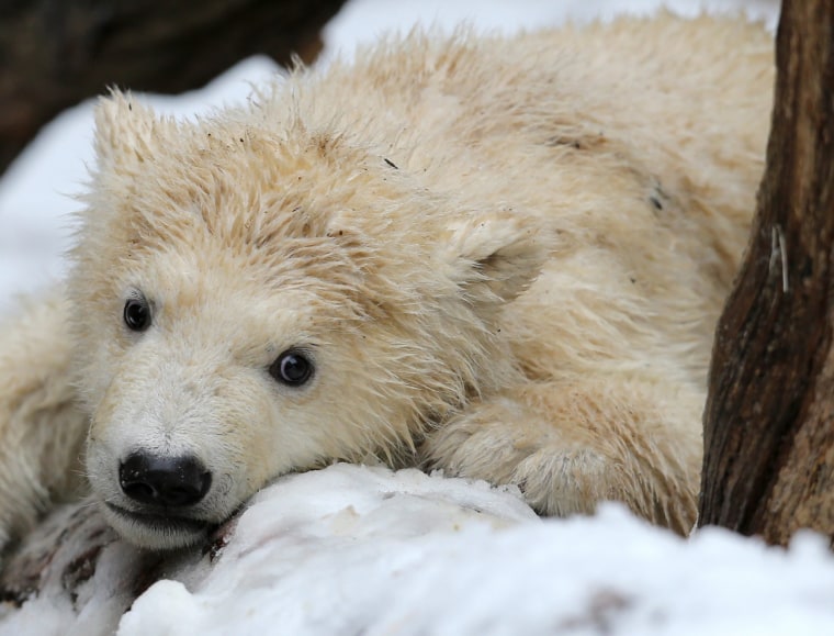 Image: Polar bear cub in Rostock named Fiete