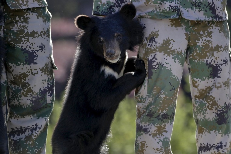 Image: A bear cub leans on a breeder's leg during a rescued animal release event, in Kunming