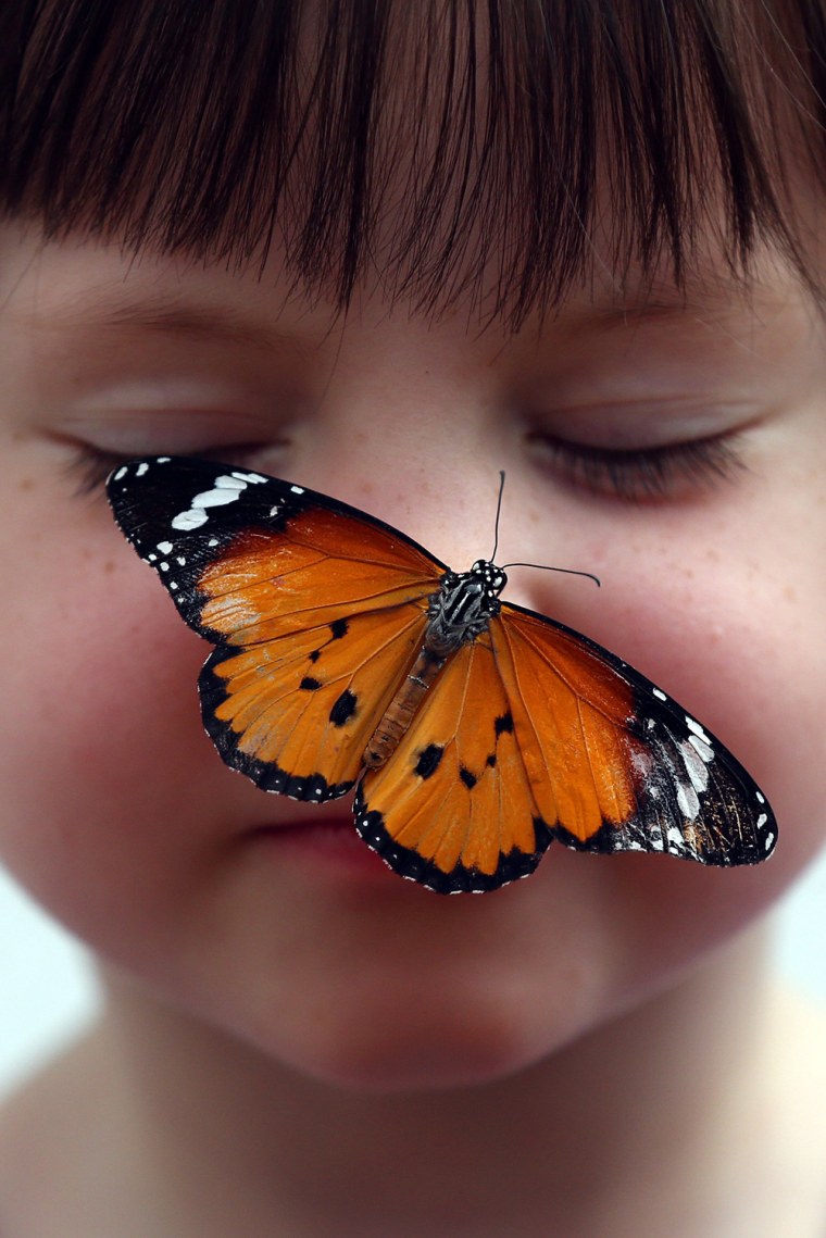 Image: *** BESTPIX *** Sensational Butterflies Exhibition Launches With Hundreds Released