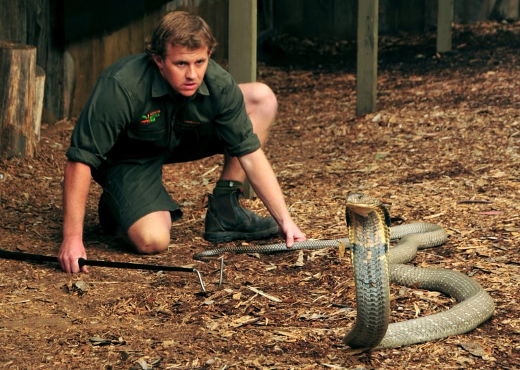 Image: Cobra venom milking in Australia