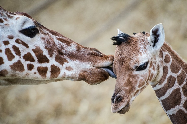 Best animal photos: Mother's day edition!
