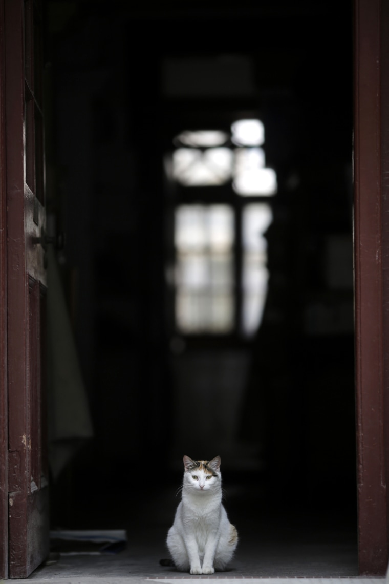 Открой дверь я жду. Одинокий кот. Дверь для кошки. Котенок на пороге. Кот ждет.