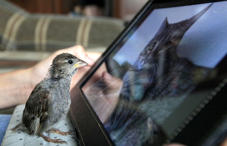 Image: Veligurov holds a tablet computer in front of Abi, a wild sparrow, inside his grandmother's house in the town of Minusinsk