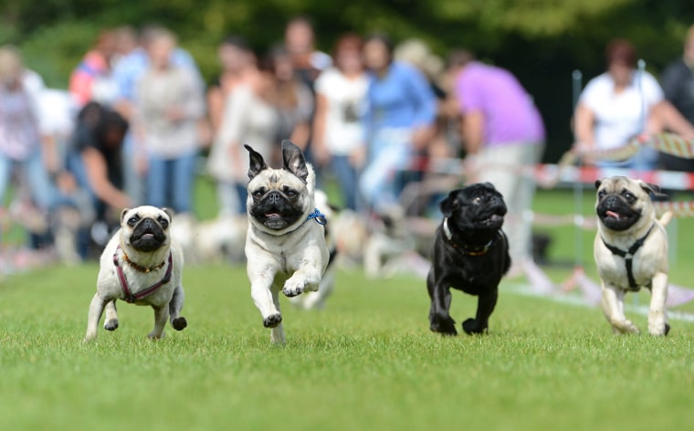 Image: Pug and Bulldog race