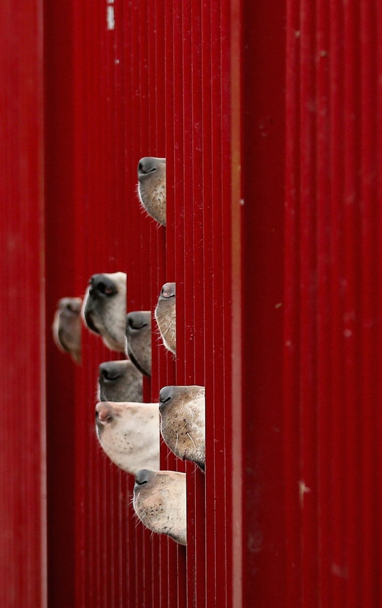 Image: BESTPIX Kennels Prepare Their Dogs For The Start Of The Fox Hunting Season