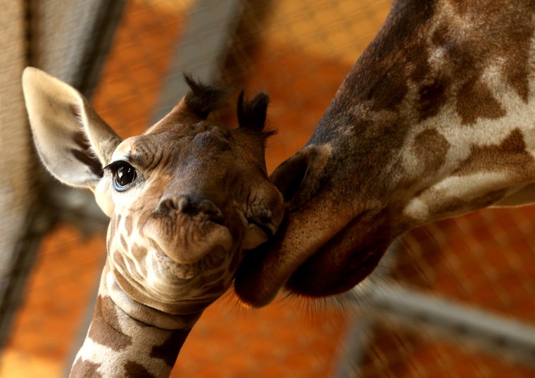 Image: BESTPIX  Baby Giraffe Born In Himeji Central Park