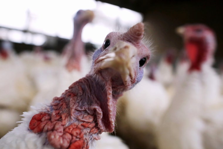 Image: A turkey looks around its enclosure at Seven Acres Farm in North Reading, Massachusetts