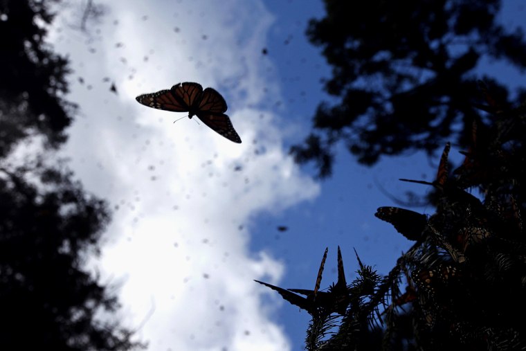 Image: A Monarch butterfly flies at the El Rosario butterfly sanctuary on a mountain in Michoacan