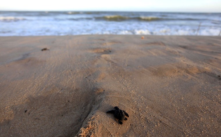 Image: A baby loggerhead sea turtle crawls to the sea after being released by members of the Brazilian Sea Turtle National Conservation Program, at the Costa do Sauipe resort in Sao Joao da Mata