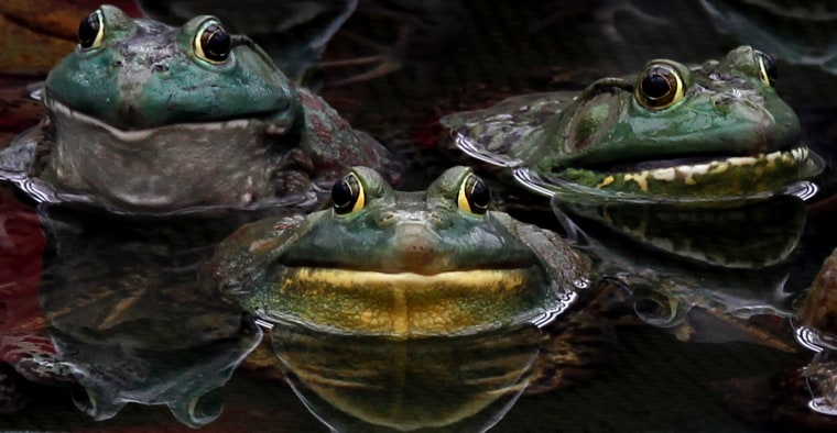 Image: Frogs rest in a pond where they are being raised as food, inside a factory on the outskirts of Pyongyang