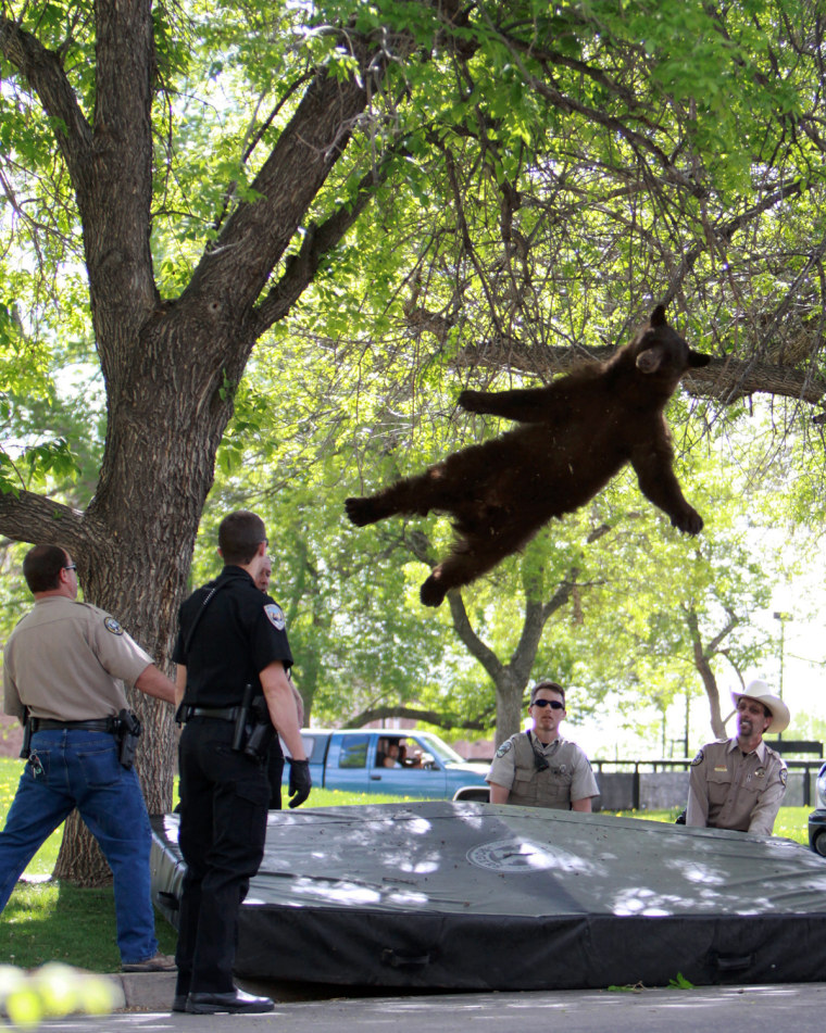 Image: bear that wandered into the University of Colorado Boulder,