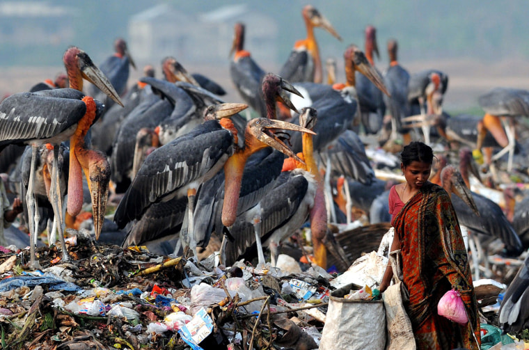Image: Greater Adjutant Storks at a dump in Guwahati