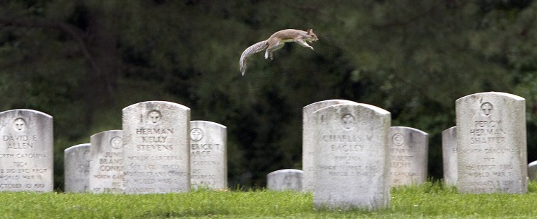 Image: squirrel leaps from tombstone to tombstone