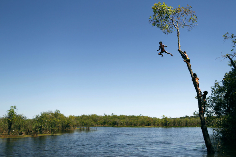 Image: Yawalapiti children climb a tree to jump into the Xingu River in the Xingu National Park