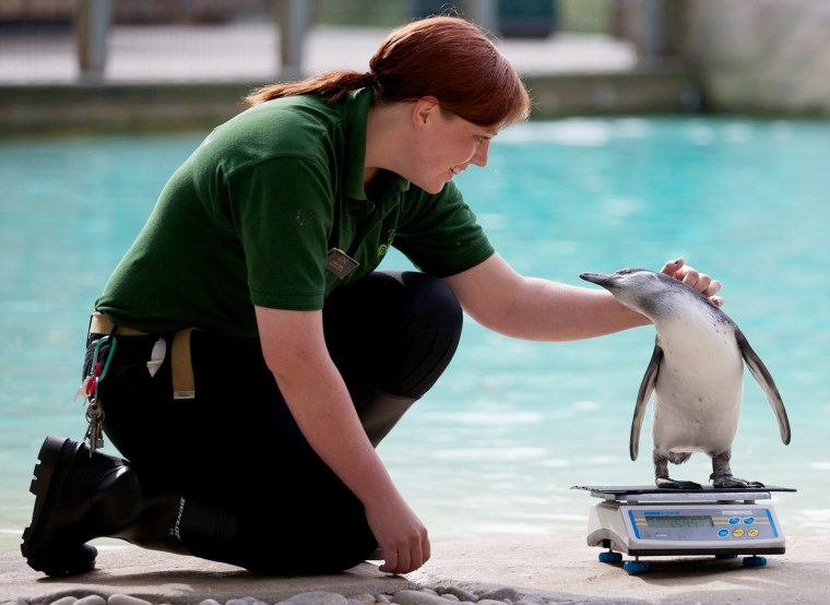 Image: A zookeeper weighs a penguin
