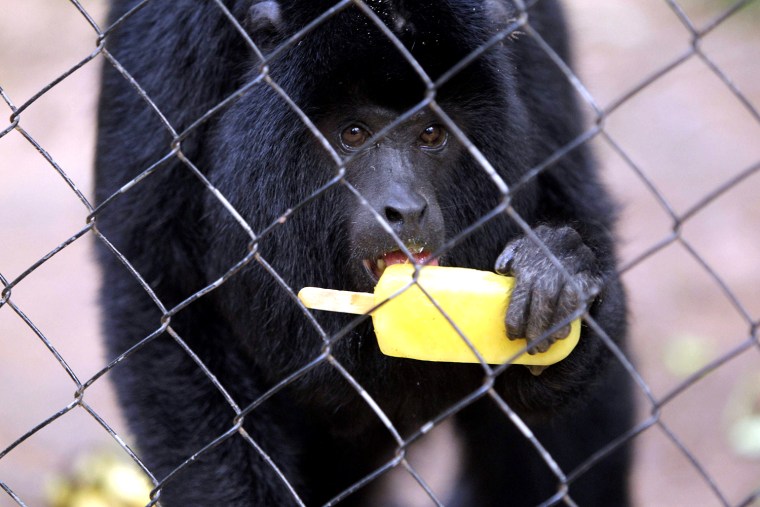 Image: Animals of Zoo of Asuncion eat ice lollies