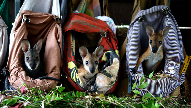 Injured and orphaned wallabies cared for in homemade pouches, New South Wales, Australia - 08 Apr 2014