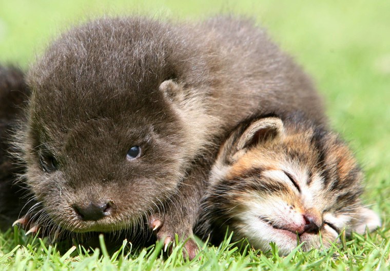 Orphaned otter becomes friends with orphaned kittens at the Secret World Rescue in Somerset, Britain - 07 Aug 2011