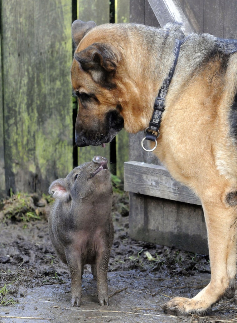 Coco the piglet, who thinks she is a dog, Fair Oak, Hampshire, Britain - 06 Oct 2010