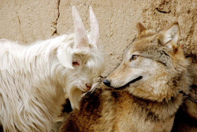 Wolf and Goat become inseperable, Nanyuanzi village, Xinjiang, China - 17 Jun 2010