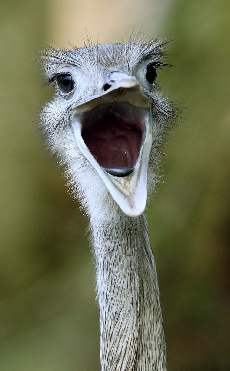 Image: GERMANY-ANIMALS