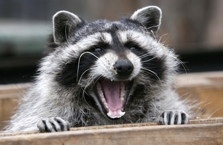 Image: Masha, a female raccoon, yawns in her wooden refuge inside an open-air cage where she hibernates at the Royev Ruchey zoo in Krasnoyarsk