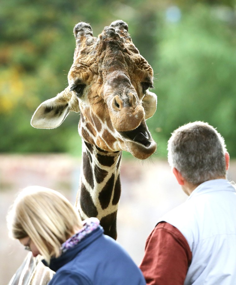 Image: Curious giraffe in zoo in Duisburg.