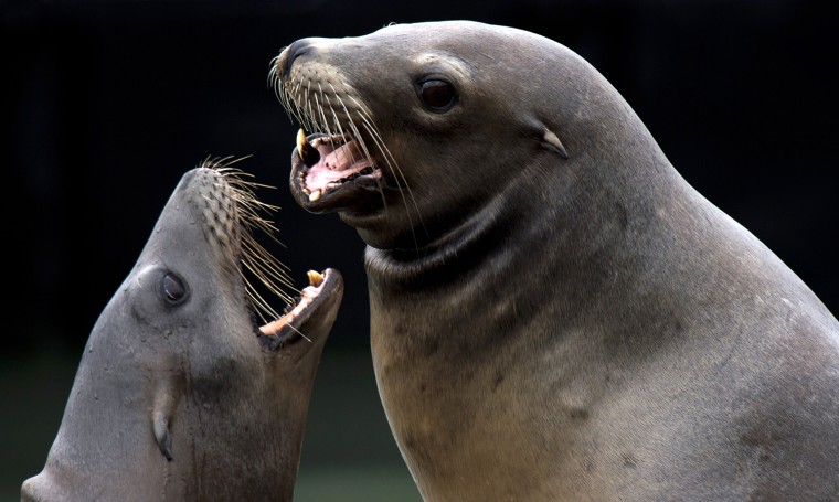 Image: US-ANIMALS-SEA LIONS-FISHERMAN'S WHARF