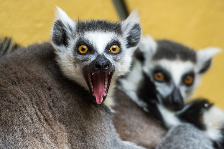 Image: GERMANY-ANIMALS-LEMUR